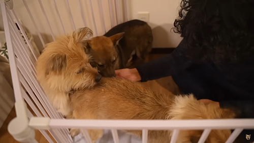 リードをつける