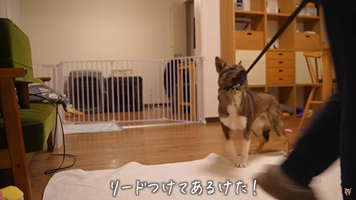 リードつけてあるけた