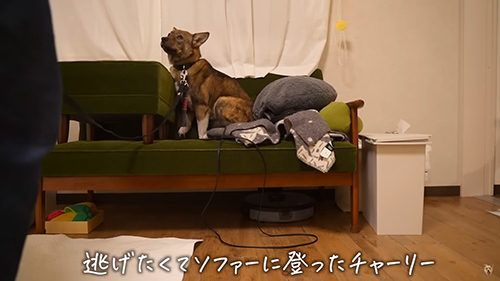 逃げたくてソファに乗った