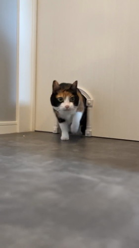 なでてほしくて出直す猫ちゃん