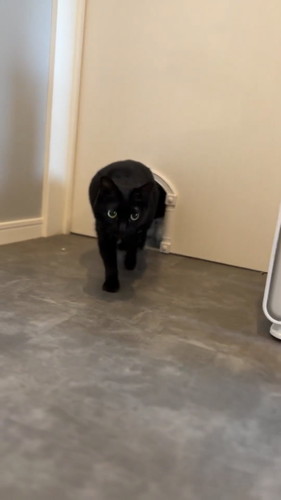 なでてほしくて出直す猫ちゃん