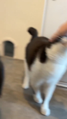 なでてほしくて出直す猫ちゃん