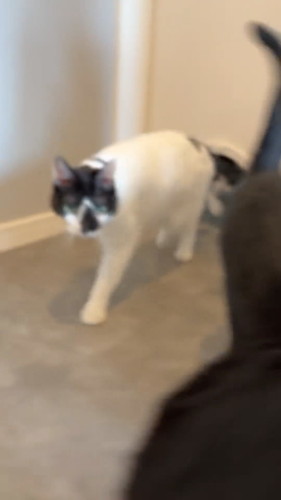 なでてほしくて出直す猫ちゃん