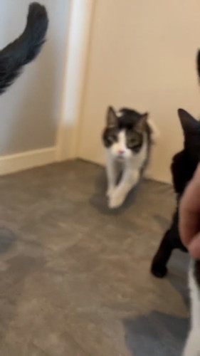 なでてほしくて出直す猫ちゃん