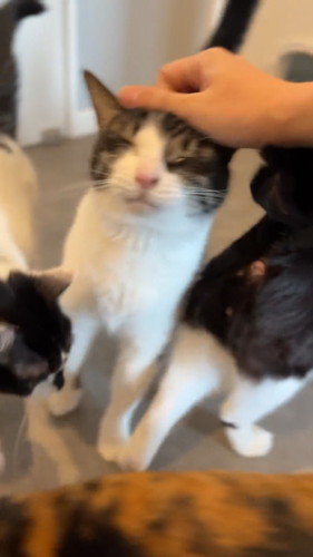 なでてほしくて出直す猫ちゃん