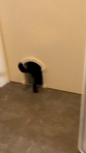 なでてほしくて出直す猫ちゃん