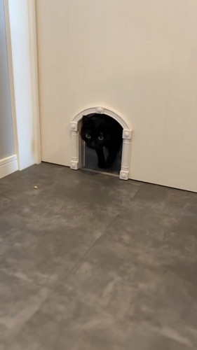 なでてほしくて出直す猫ちゃん