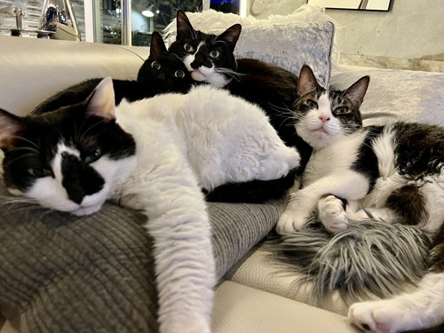 響介さんの家の猫ちゃんたち