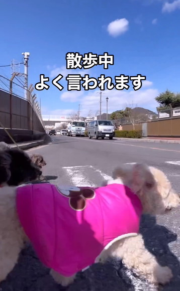 ピンクの服着たワンコ横断歩道ダッシュ