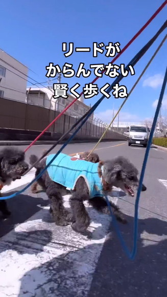 3匹横断歩道渡るセンター水色の服