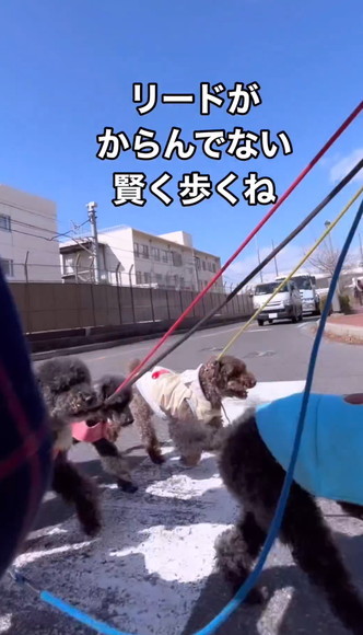 横断歩道渡る4匹のワンコ