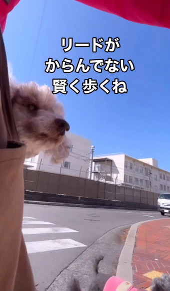 カバンにワンコ