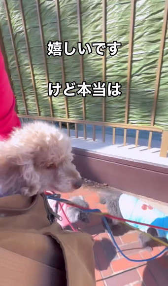 けど本当はテロップ