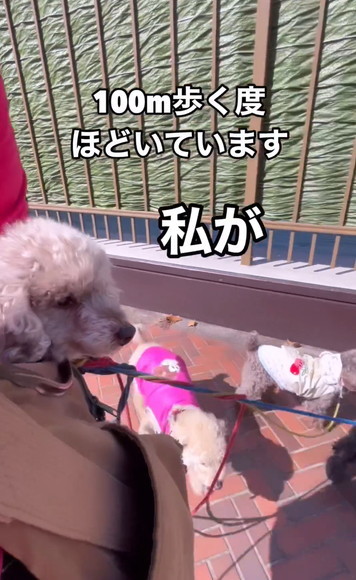 ほどいてますテロップ