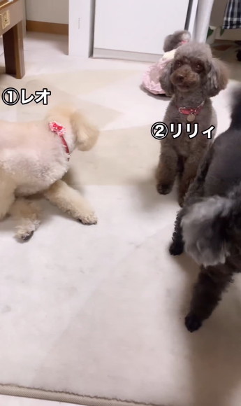 レオリリィテロップ