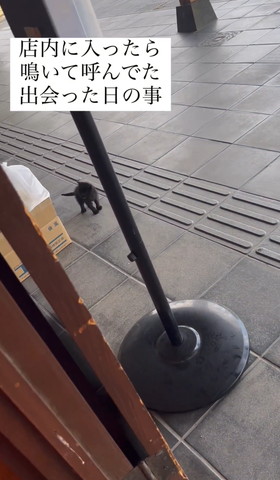 野良子猫
