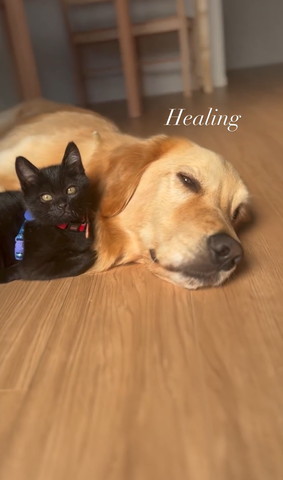 黒猫とゴールデン