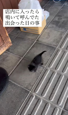 ダンボールの斜め前に子猫