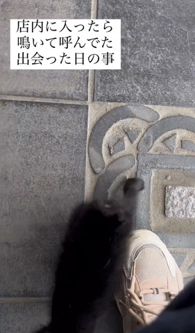 足元にいる子猫