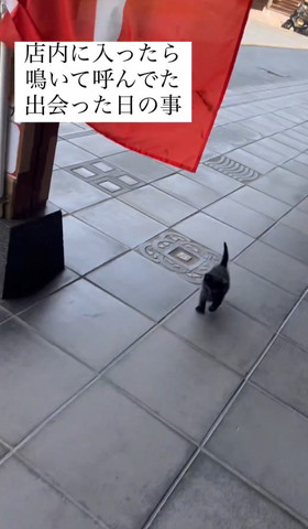 赤い旗の下にいる子猫