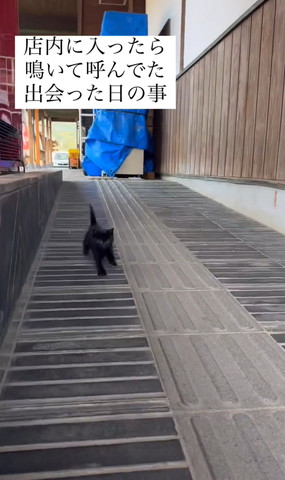 スロープダッシュ猫