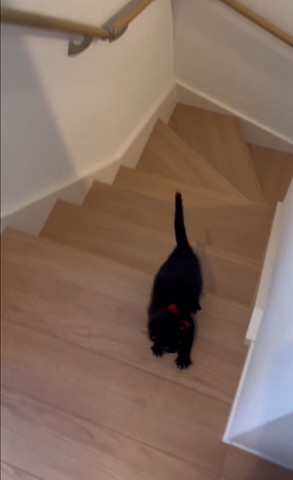 階段のぼってきた猫