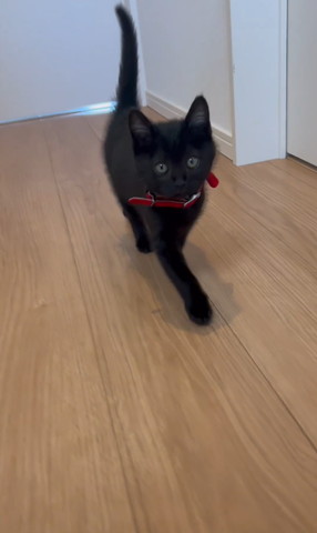 赤い首輪つけて歩く猫