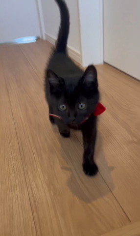 赤い首輪つけて歩いてくる猫