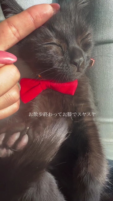 スヤスヤ子猫