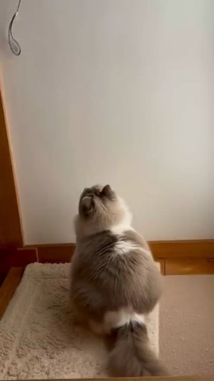 ヒモを見上げる猫