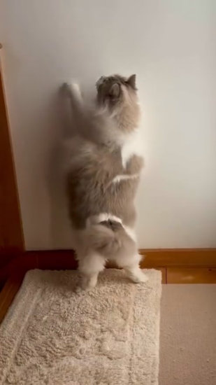 立ち上がった猫