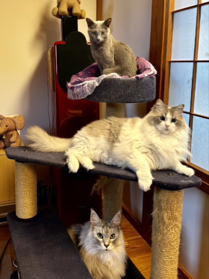 猫3きょうだい