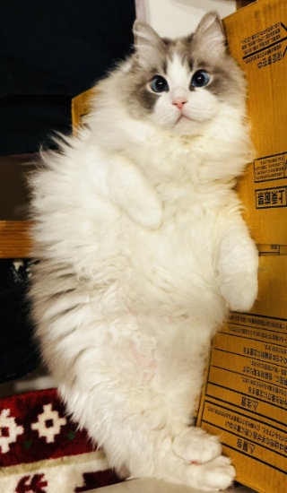 エビフライみたいな猫