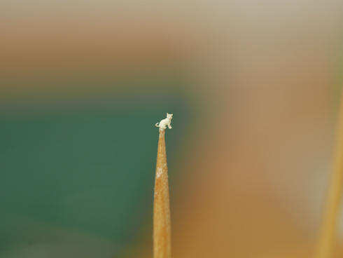 小さすぎる猫・完成形