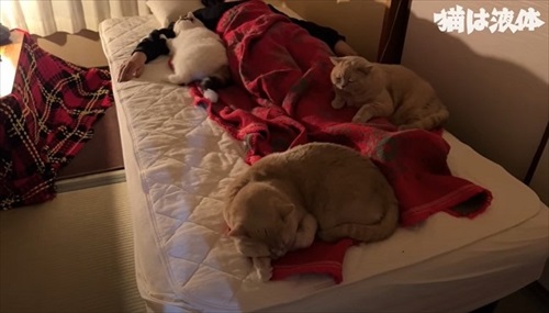 ベッドに寝る猫たち