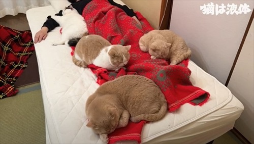 足もとにいる猫たち