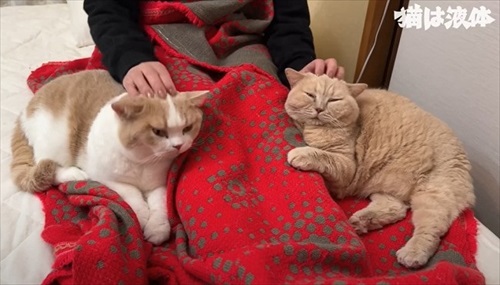 2匹をモフモフする母