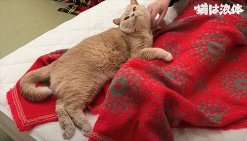 やきもちやいさ猫