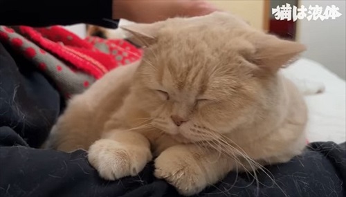 腕枕してもらう猫