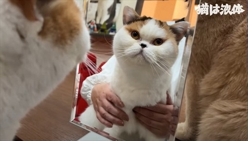 鏡に映った猫