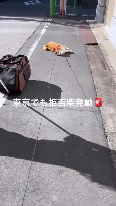 柴犬
