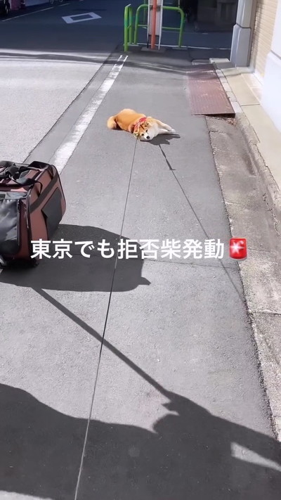 寝転がる柴犬