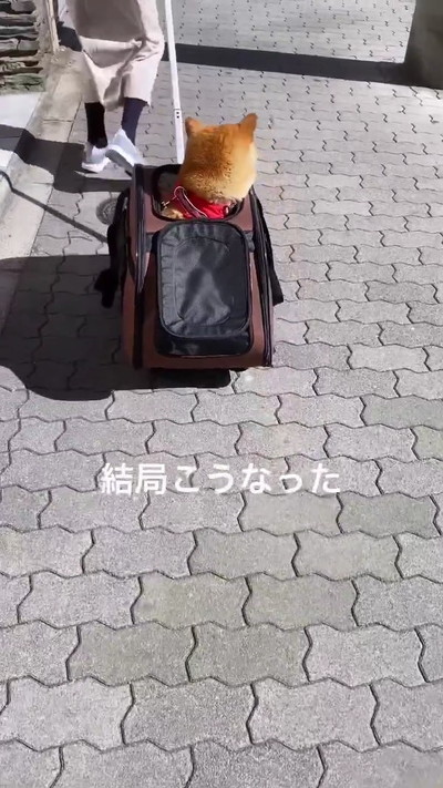 運ばれる柴犬