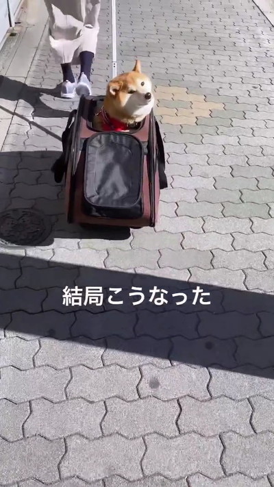 振り返る柴犬