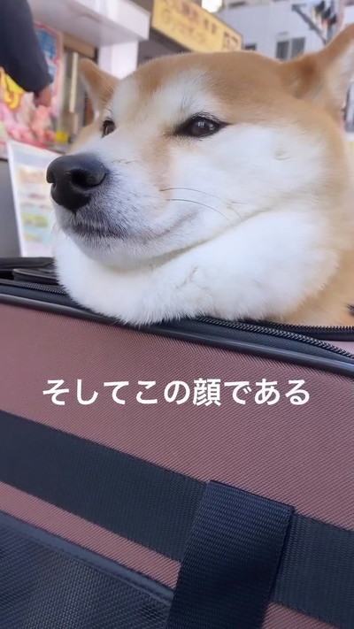 満足そうな柴犬