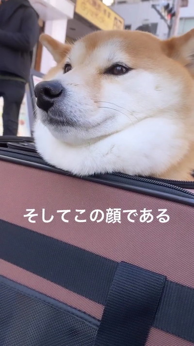 運ばれる柴犬