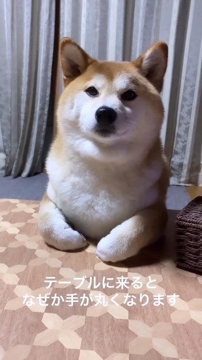 柴犬とテーブル