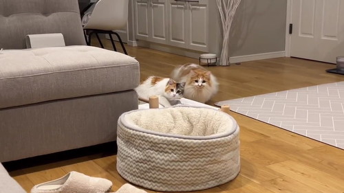 シンクロする猫2匹