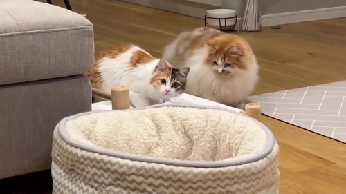 びっくりした猫