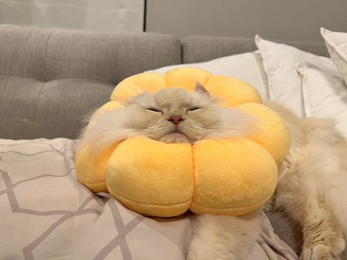 ロアルドロス猫